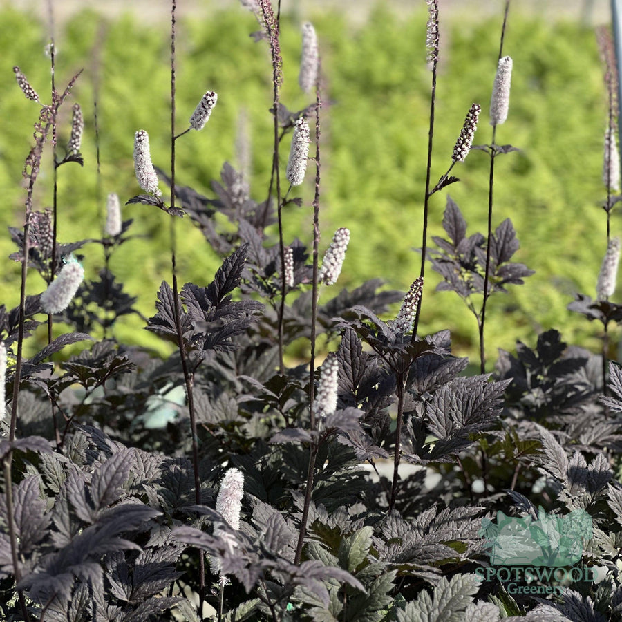 actaea-pink-spike-cimicifuga