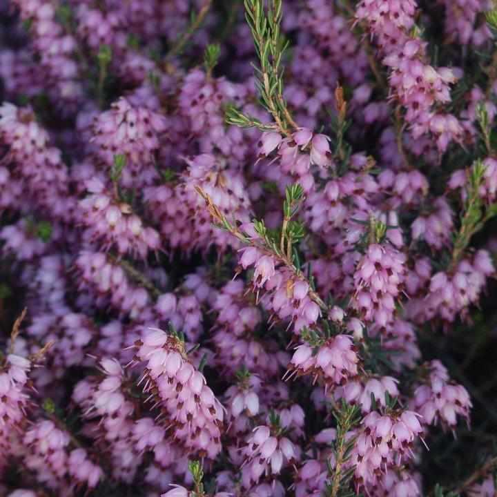 Pink Spring Heather