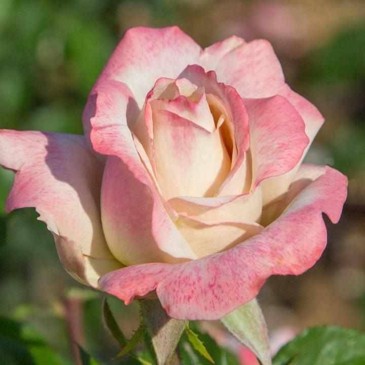 Pinkerbelle® Rose