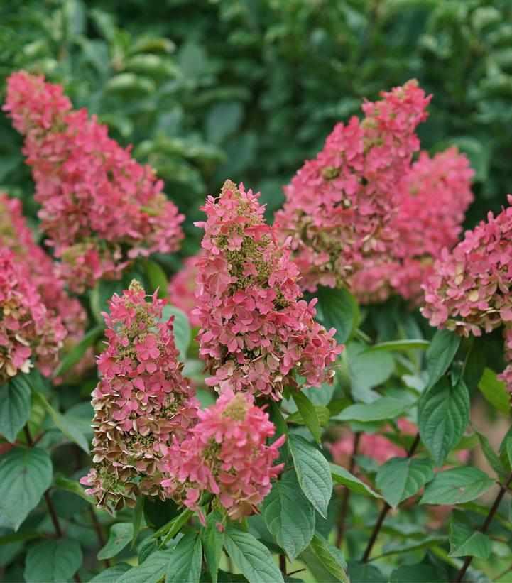 Pinky Winky Prime® Panicle Hydrangea