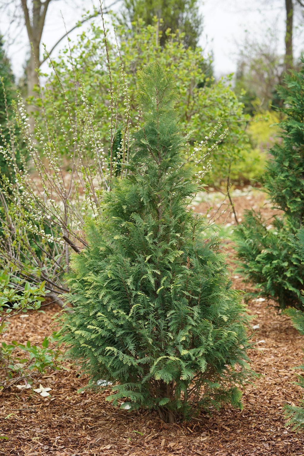 Pinpoint® Blue False Cypress