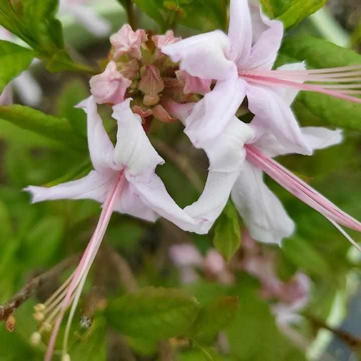 Pinxterbloom Azalea