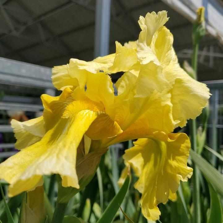 Pleasant Peasant Bearded Iris