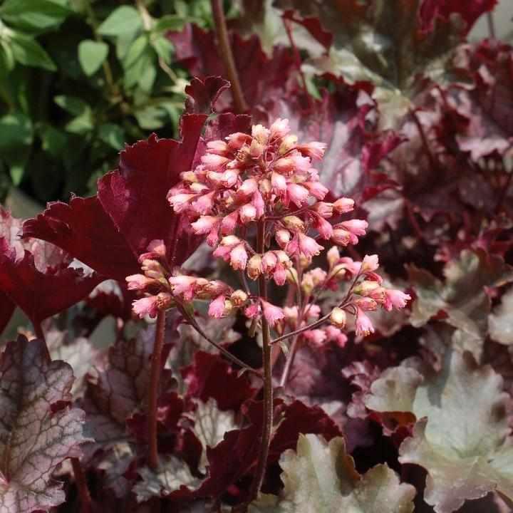 Plum Pudding Coral Bells