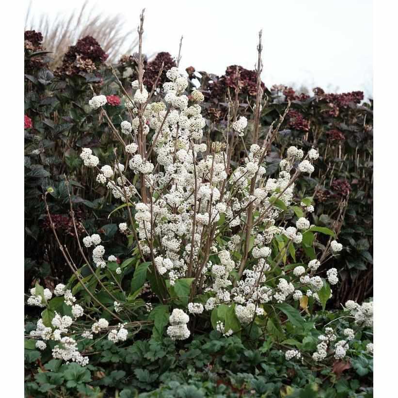 Plump Plentiful® Snow Star Beautyberry