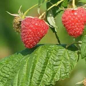 Polana Raspberry