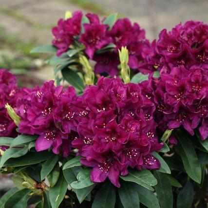 Polar Night Rhododendron