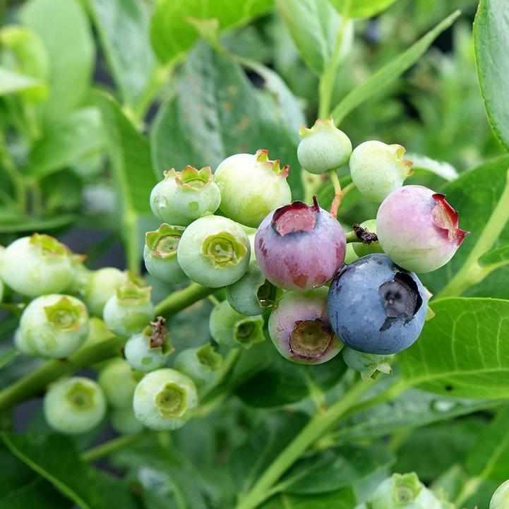 Polaris Blueberry