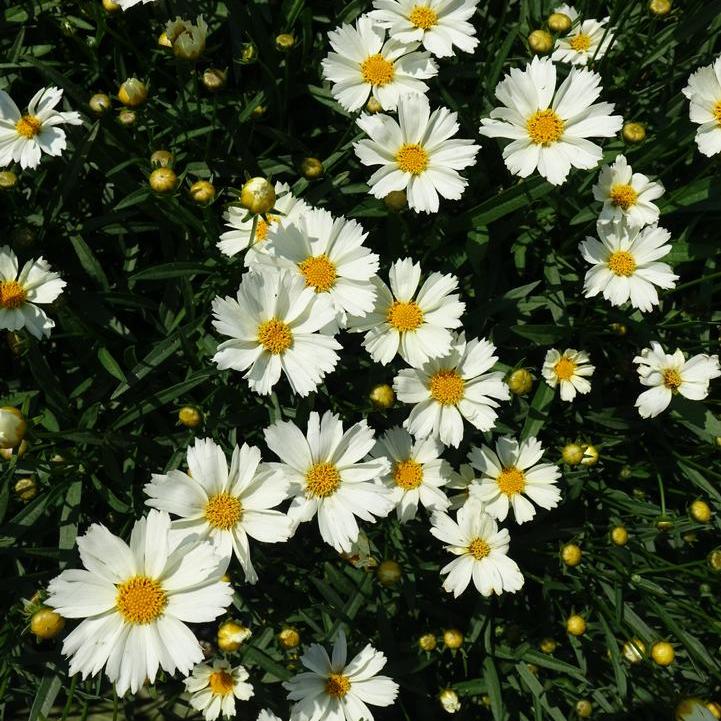 Polaris Tickseed