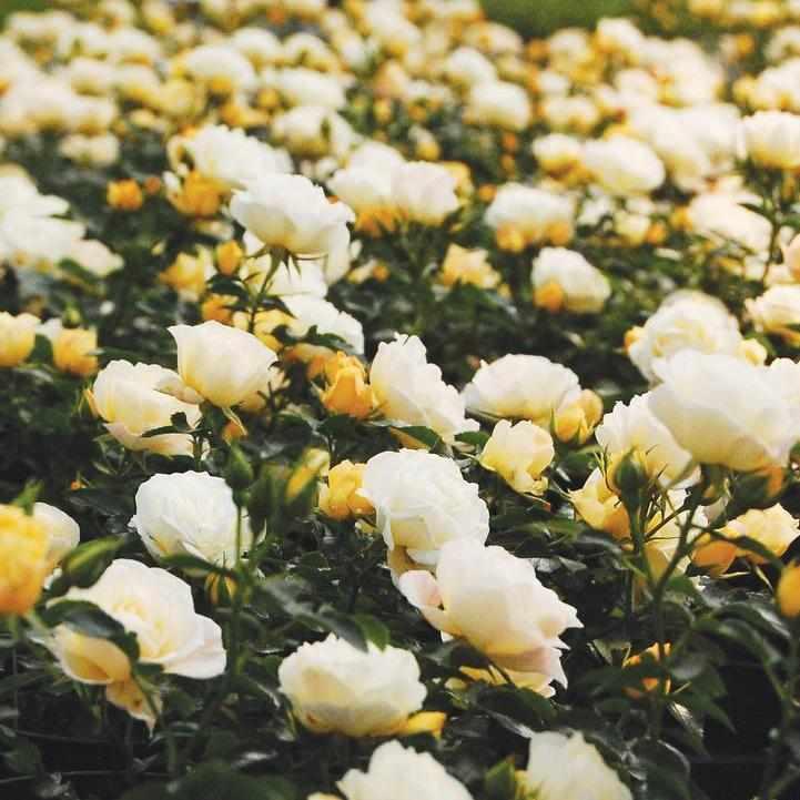 Popcorn Drift® Groundcover Rose
