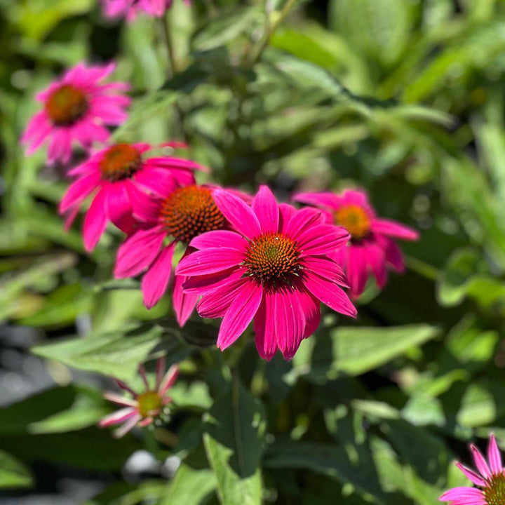 Pow Wow® Wildberry Coneflower