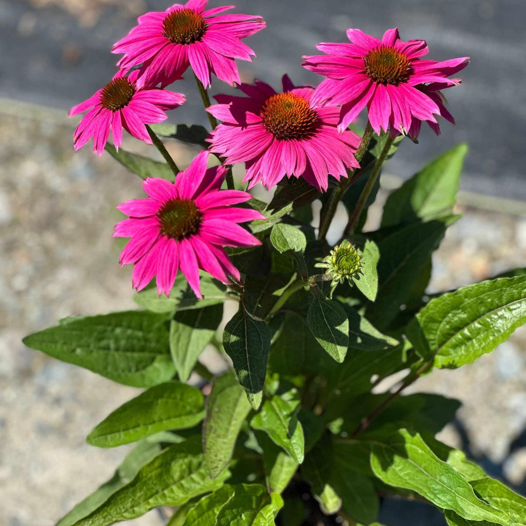 Pow Wow® Wildberry Coneflower
