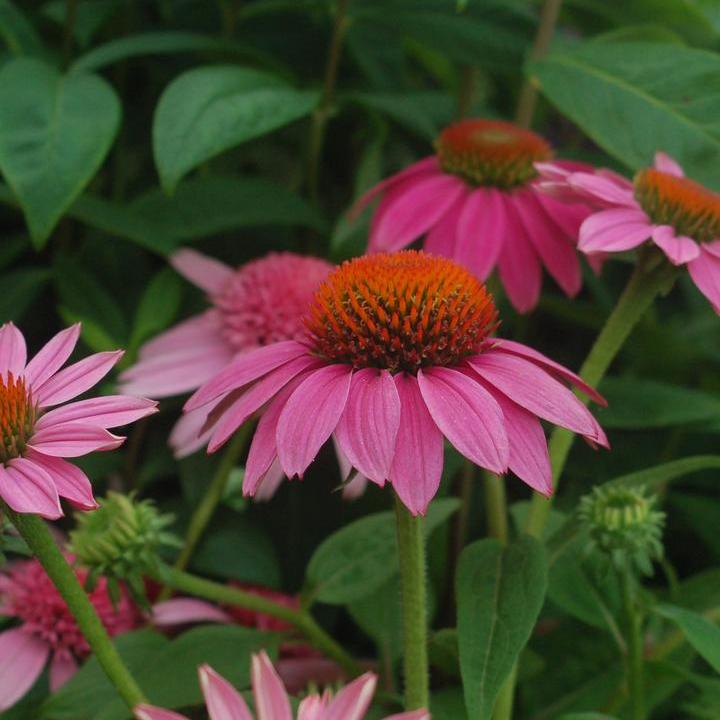 Pow Wow® Wildberry Coneflower