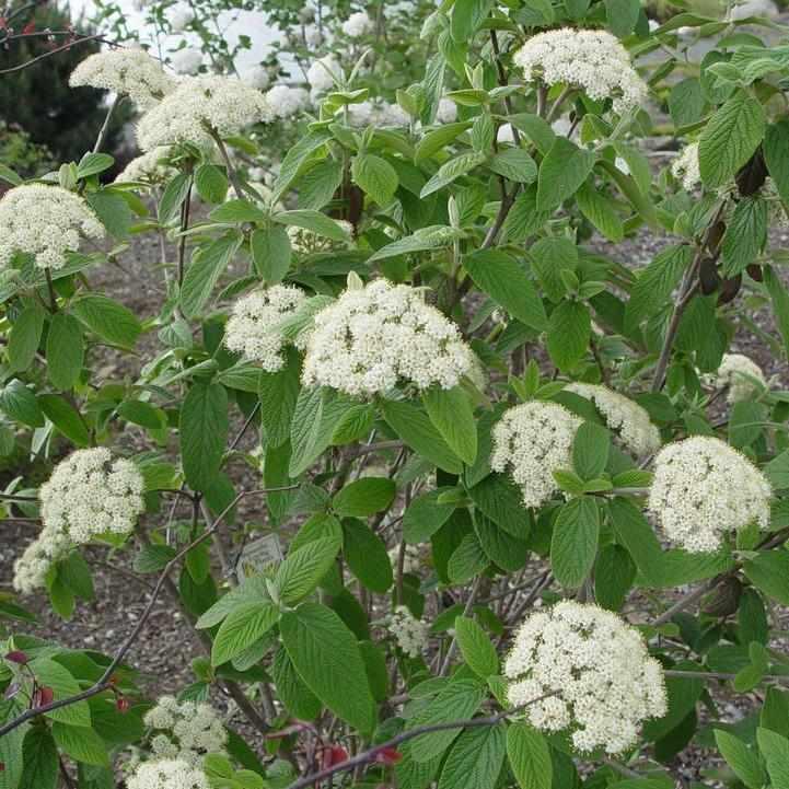 Prague Viburnum