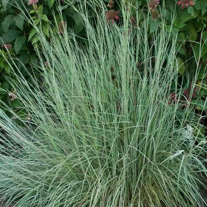 Prairie Blues Little Bluestem