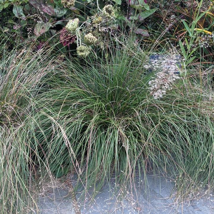Prairie Dropseed