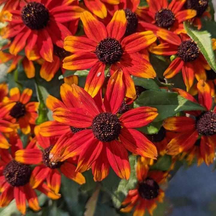 Prairie Glow Brown-Eyed Susan