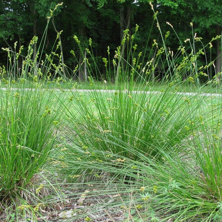 Prairie Sedge