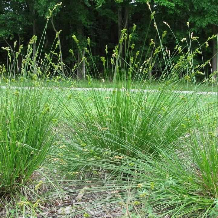 Prairie Sedge
