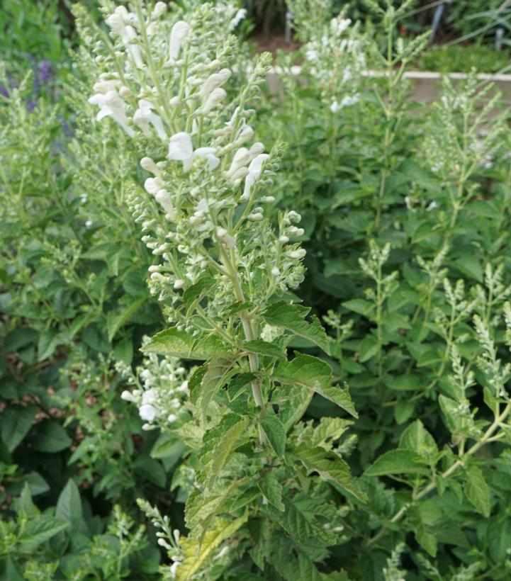 Prairie Snow Scullcap