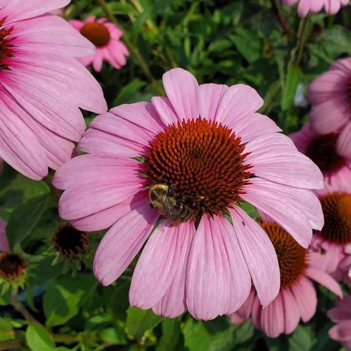 Prairie Splendor Coneflower