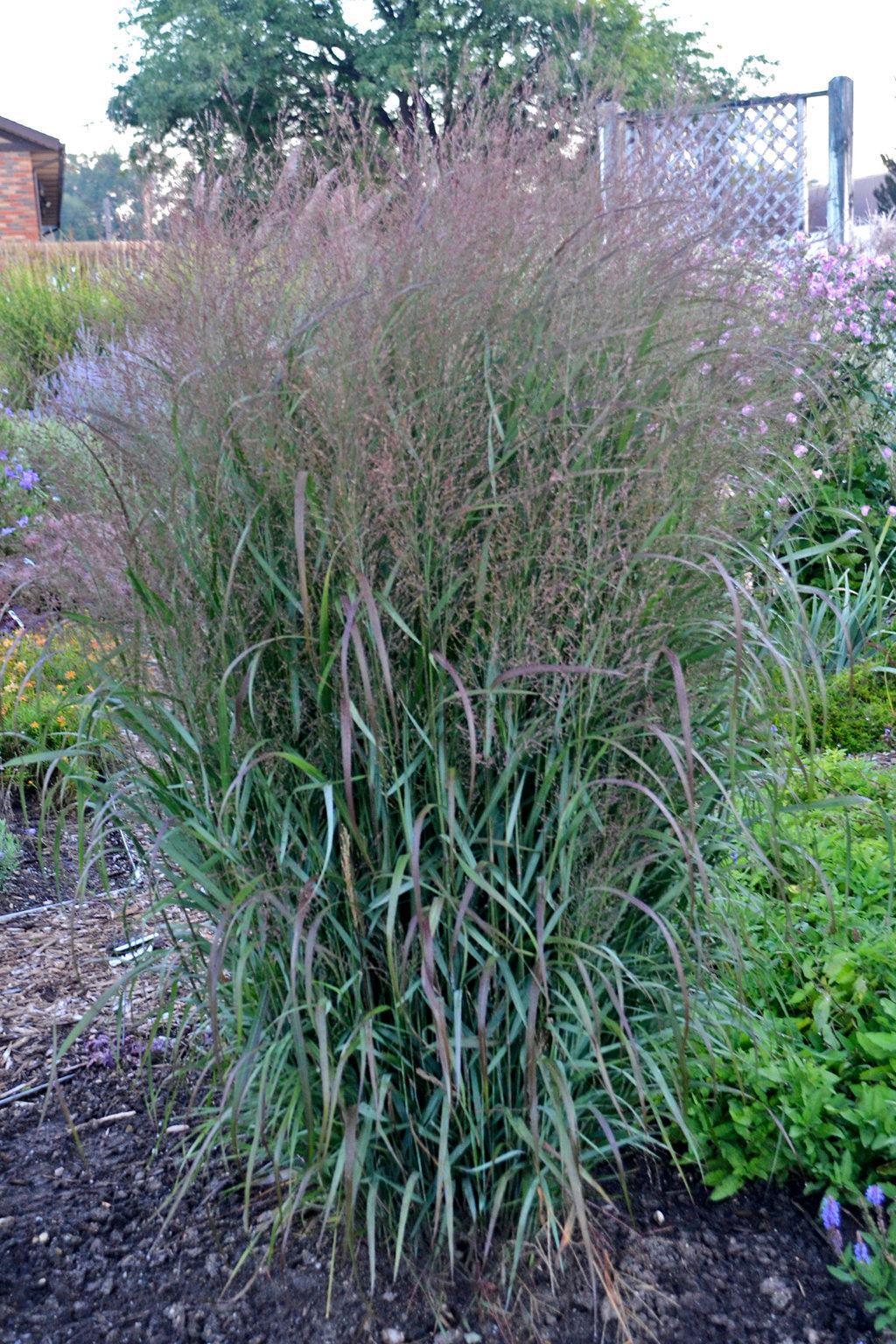Prairie Winds® 'Apache Rose' Switch Grass