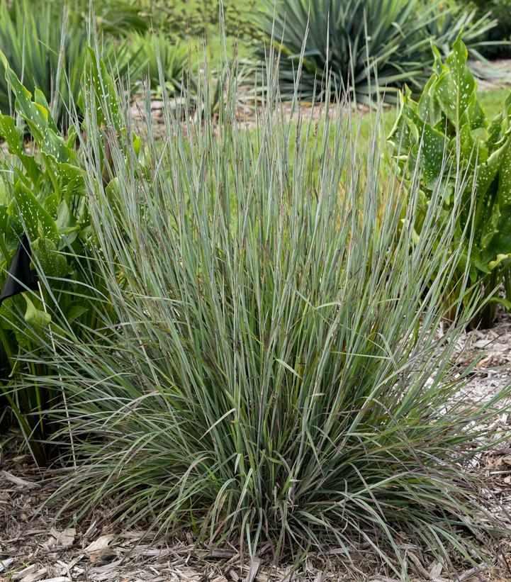 Prairie Winds® Brush Stroke Little Bluestem