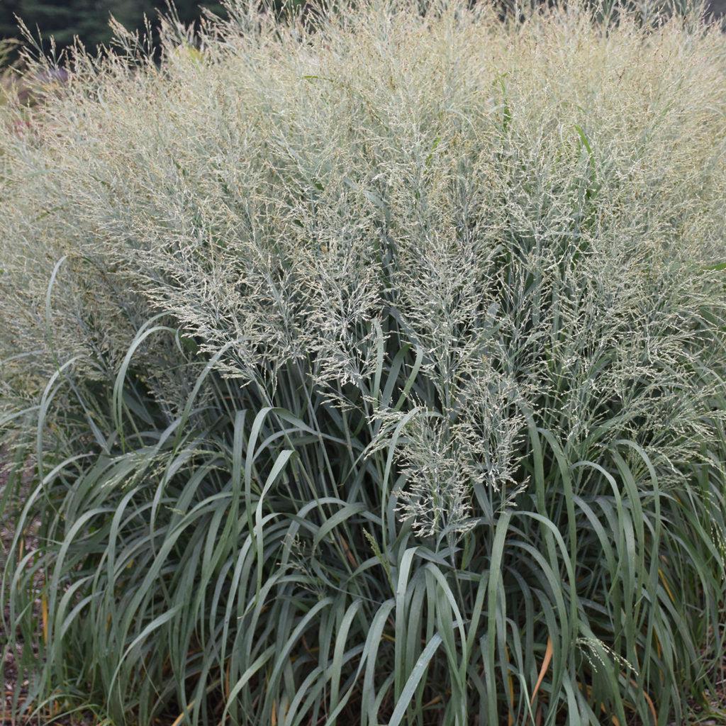 Prairie Winds® Niagara Falls Switch Grass