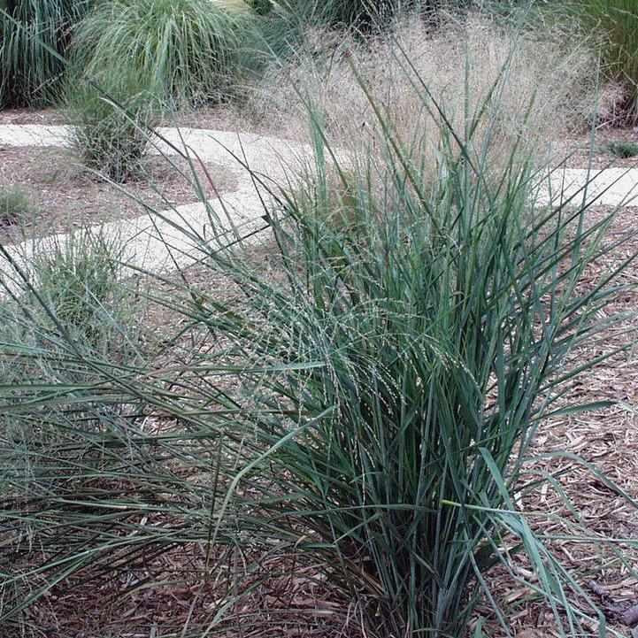 Prairie Winds® Prairie Sky Switch Grass