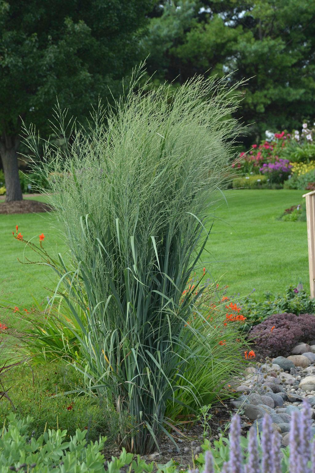 Prairie Winds® Totem Pole Switch Grass