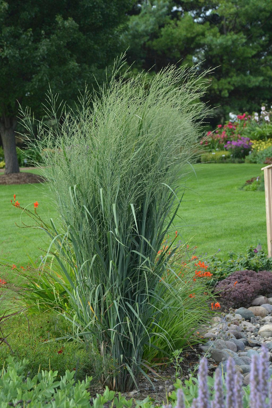 Prairie Winds® Totem Pole Switch Grass