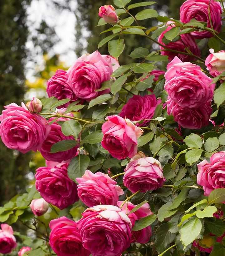 Pretty in Pink Eden Climber® Rose