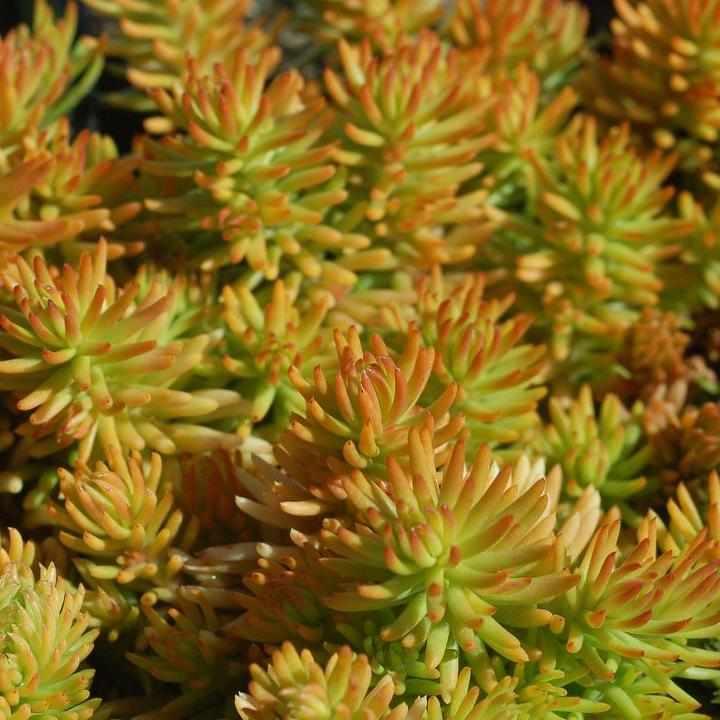 Prima Angelina Stonecrop