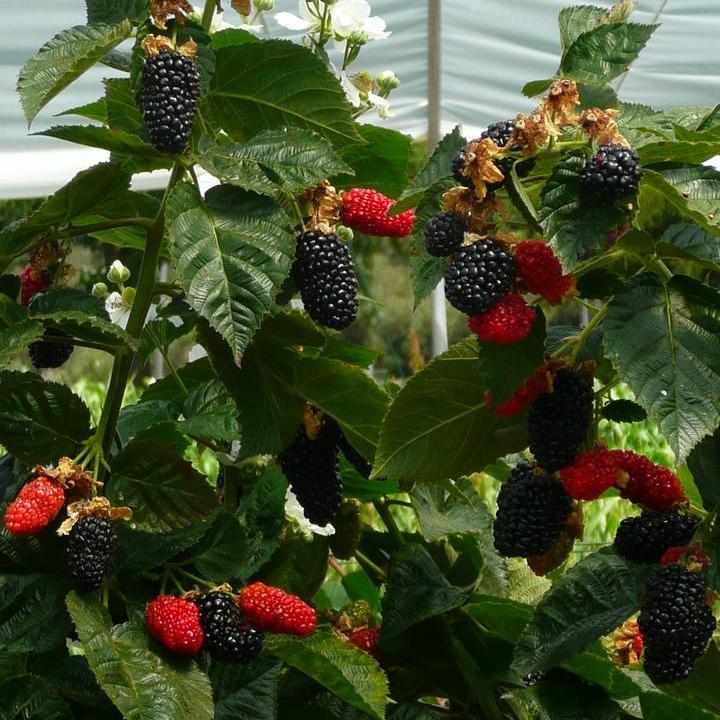 Prime-Ark® Freedom Thornless Blackberry