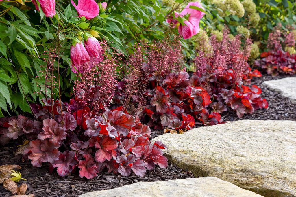 Primo® Mahogany Monster Coral Bells