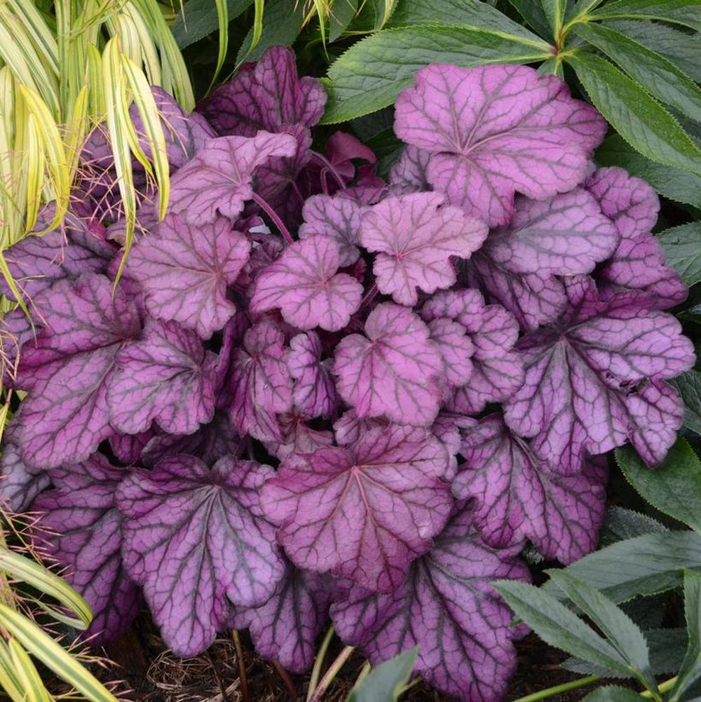 Primo® Wild Rose Coral Bells