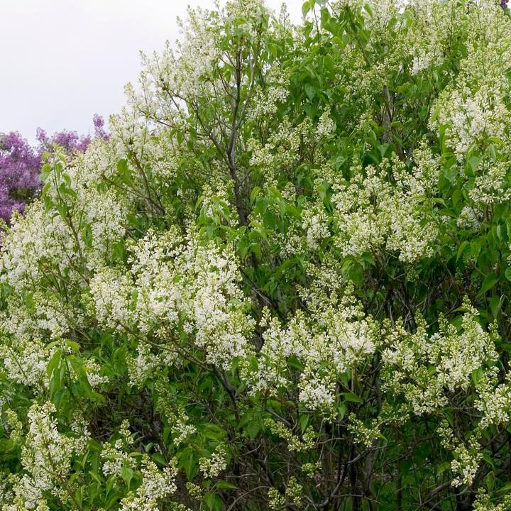 Primrose Lilac