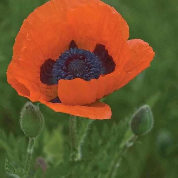 Prince of Orange Poppy