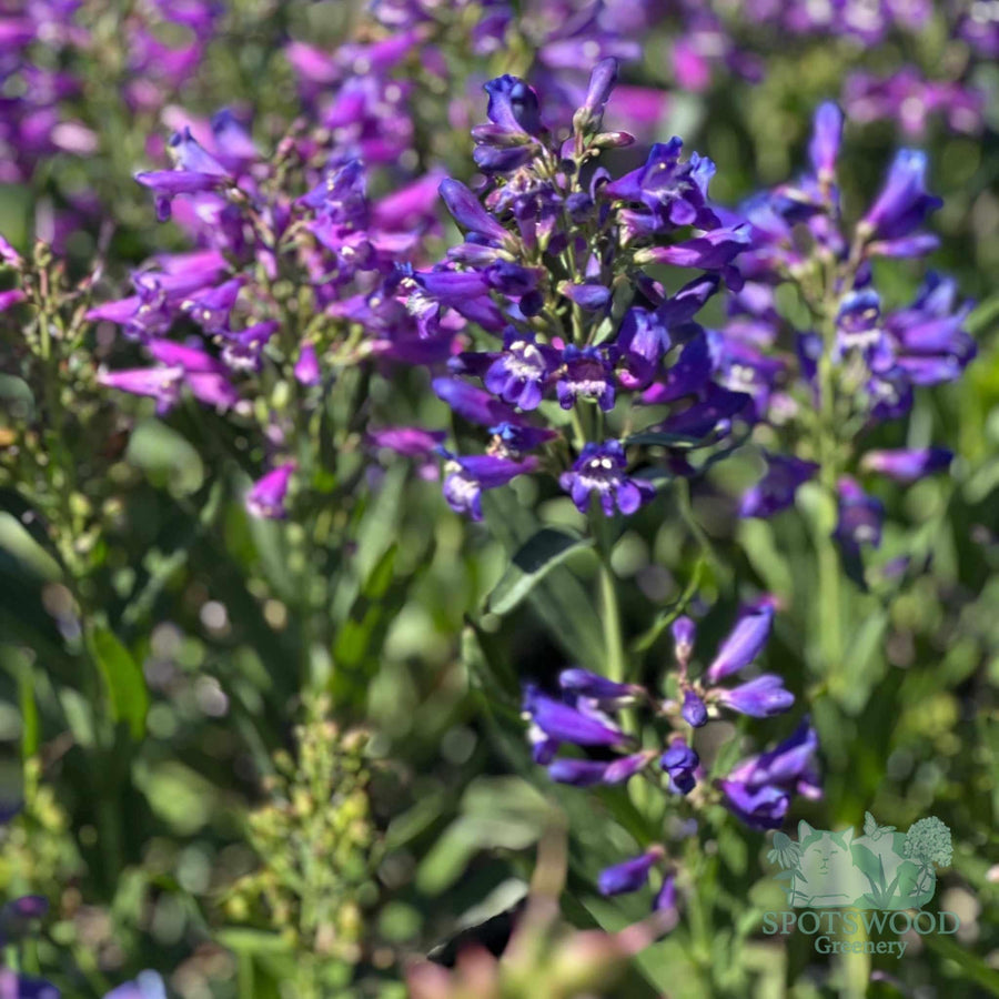 penstemon-pristine-blue