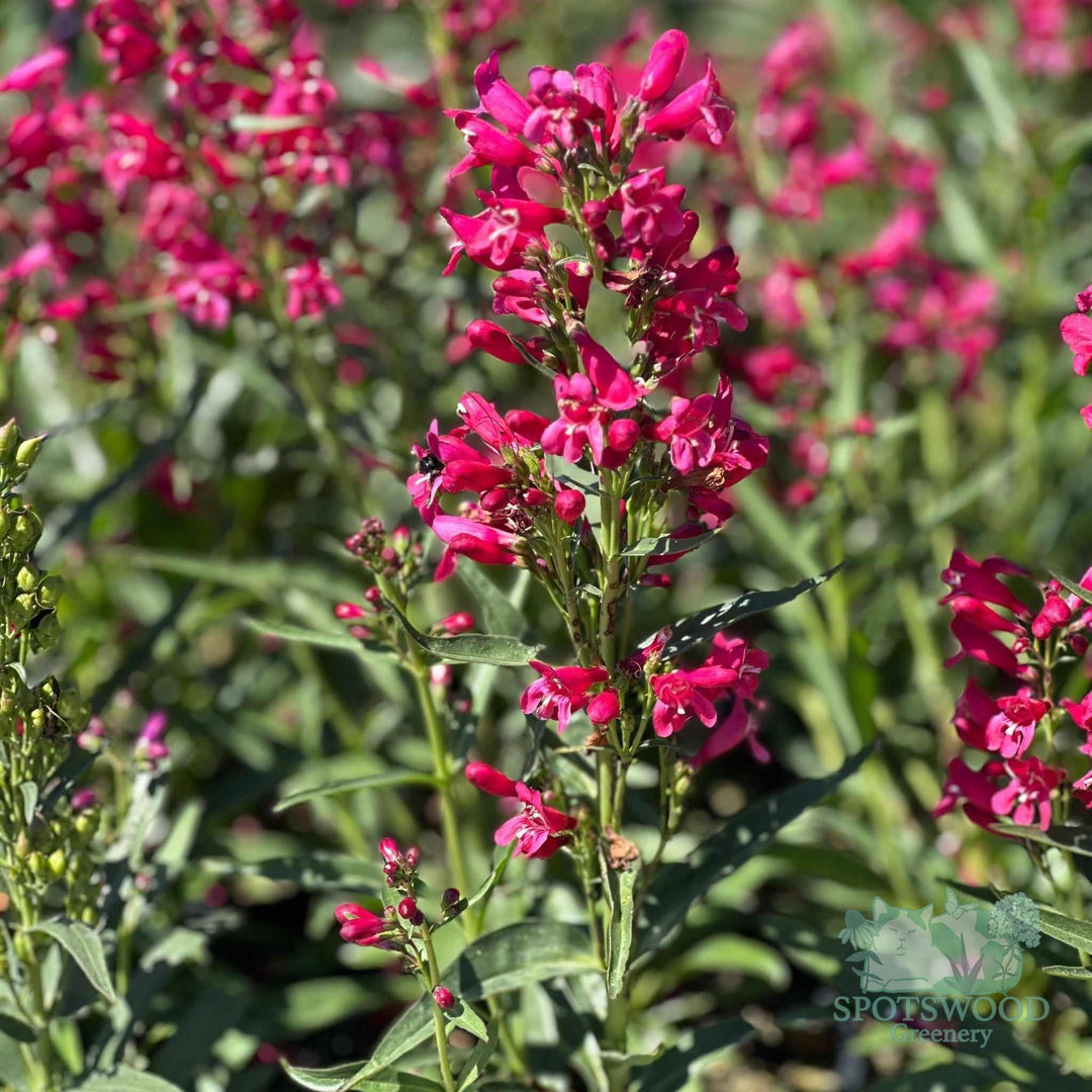penstemon-pristine-deep-rose