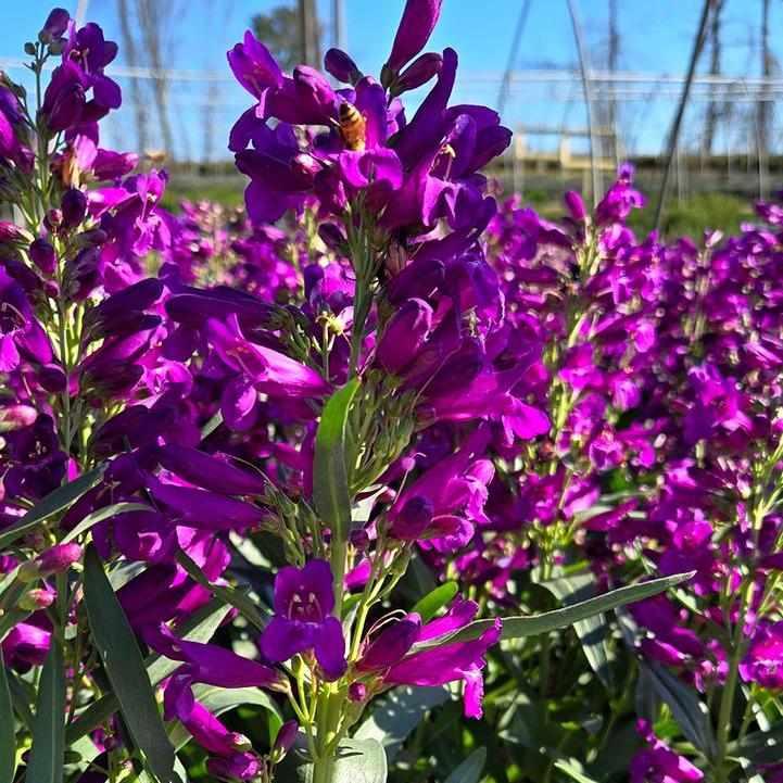 Pristine Lilac Purple Beardtongue