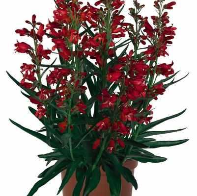 Pristine Scarlet Beardtongue