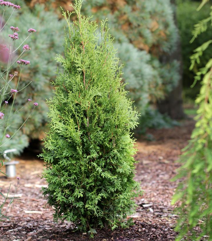 Private Jet™ Arborvitae