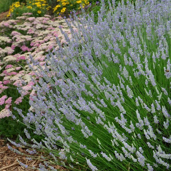 Provence Lavender