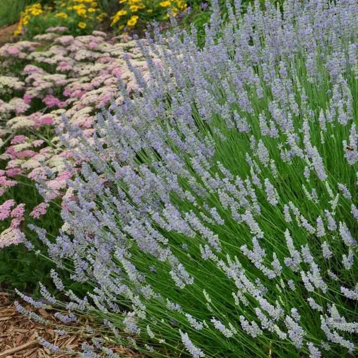 Provence Lavender