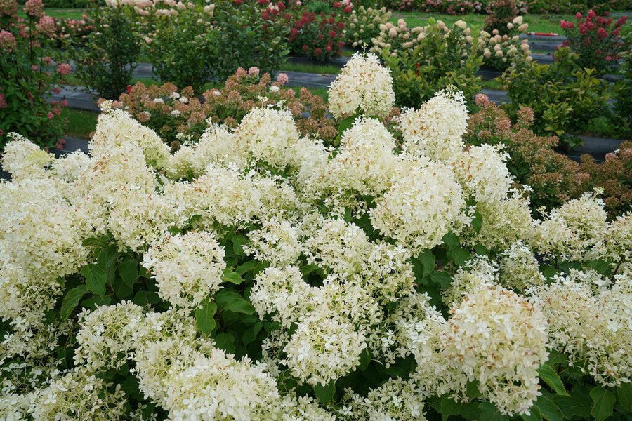 Puffer Fish® Panicle Hydrangea