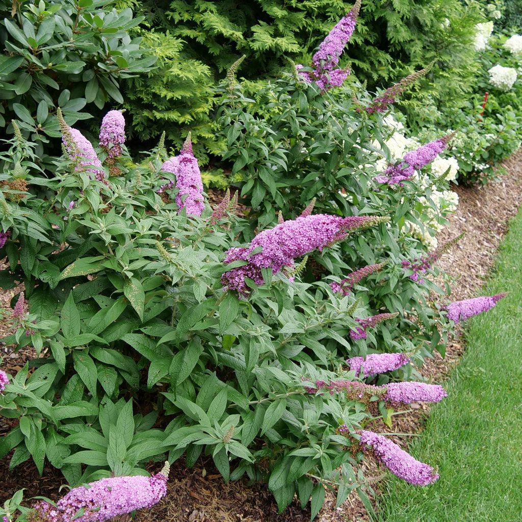 Pugster Pinker® Butterfly Bush