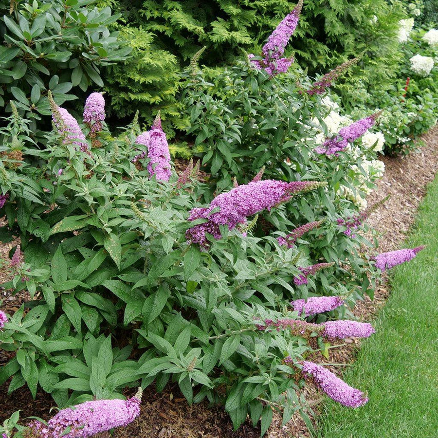 Pugster Pinker® Butterfly Bush