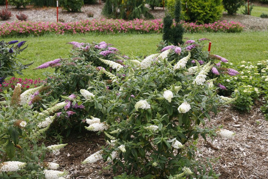 Pugster White® Butterfly Bush