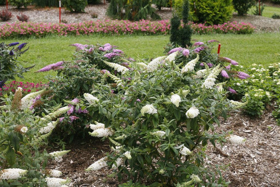 Pugster White® Butterfly Bush